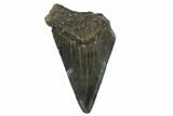 Partial, Megalodon Tooth - North Carolina #91695-1